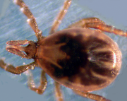 Ixodes scapularis